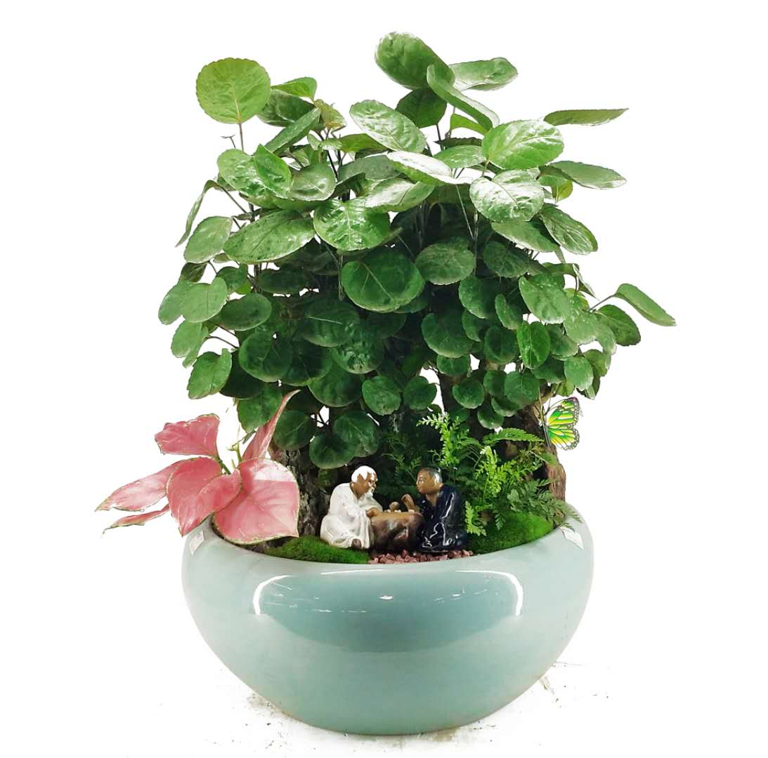 宁波绿植租赁 宁波绿植租赁