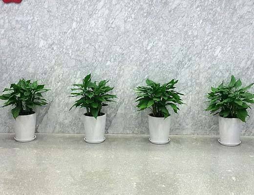 办公室花卉租摆 办公室花卉租摆